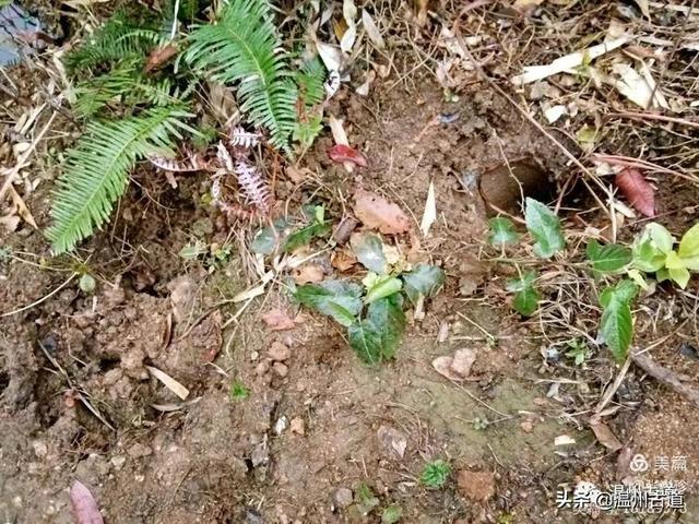 大羅山有處二師兄奇石，惟妙惟肖，你可找到過？