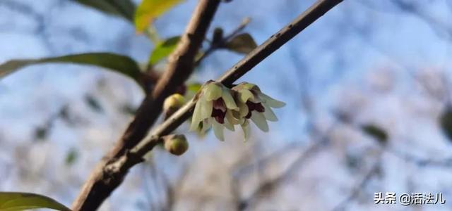 明日大雪：全年阴气最盛的时候，做好这2件事，保护阳气平安过冬