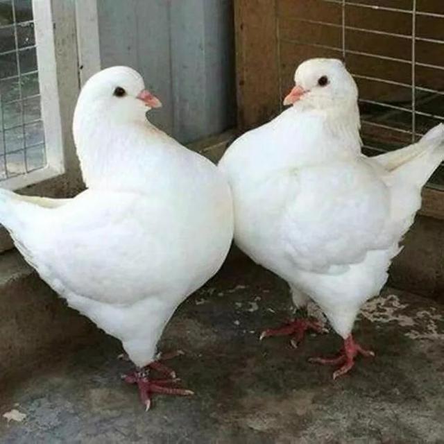 大雪将至，记得吃6个“第一”，花钱少吃得好，平安健康地过冬天