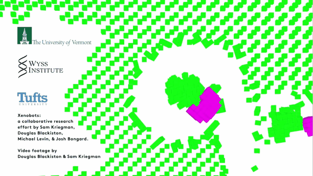 全球首个可繁殖活体机器人问世：AI参与设计，已自我繁殖4代