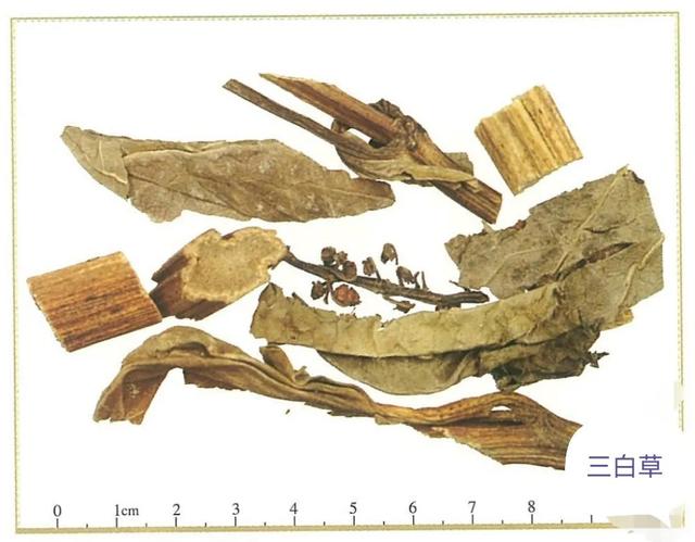 中药古今研究：三白草