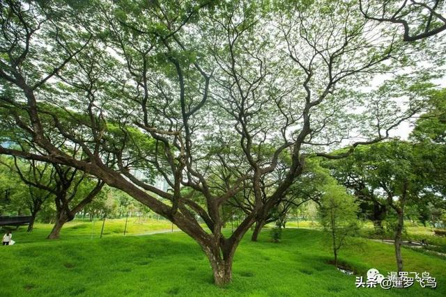 泰國旅行新打卡地：曼谷綠肺中央公園完工，市中心的湖景森林濕地
