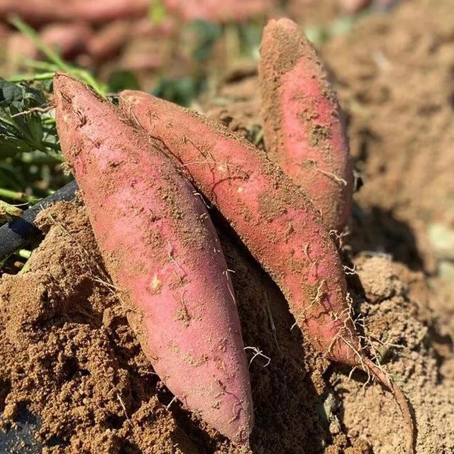 孩子用眼多，记得吃8种食材，叶黄素含量高，为眼睛“保驾护航”