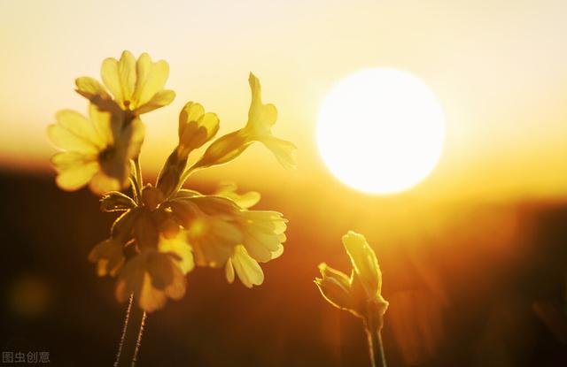 阳气不足，五脏虚寒，手凉脚凉，如何长养阳气？一味中药解救您