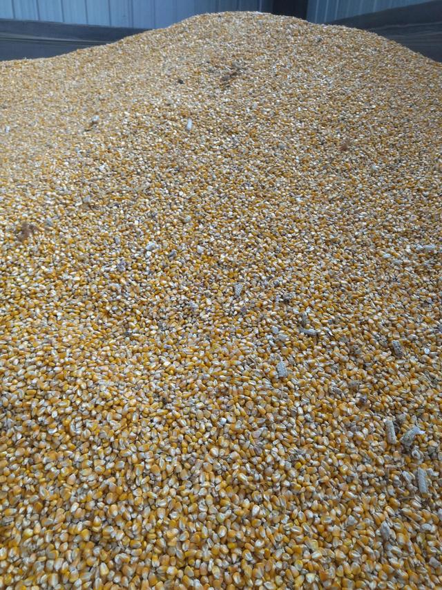 12月2号小麦玉米价格