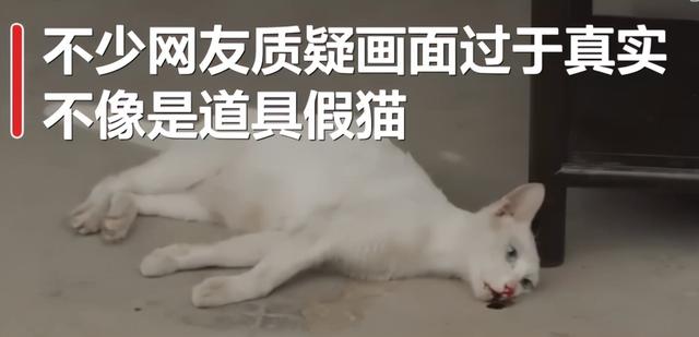 于正新剧深陷虐猫争议！摄制组紧急联系猫主人，现场曝光猫咪影像- 太阳 