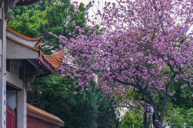 誰說春天才有花看？這份中國冬日賞花指南請查收