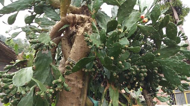 能吃的仙人掌你见过吗？煮水喝能行气活血，不仅仅是观赏