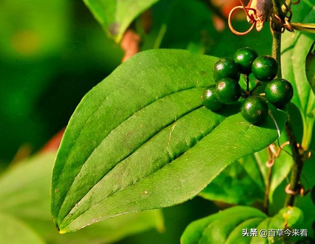 68种可食用的药用植物，开的花好看，能吃，还养生（三）