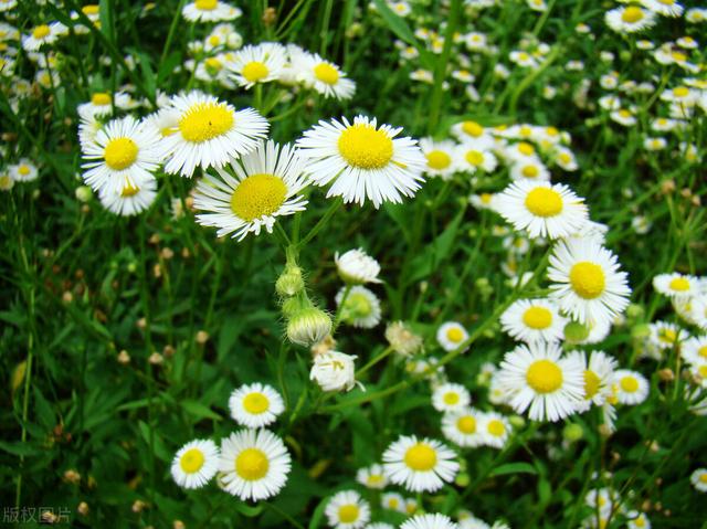 毛囊炎？五味中药清热解毒，消散疔疮