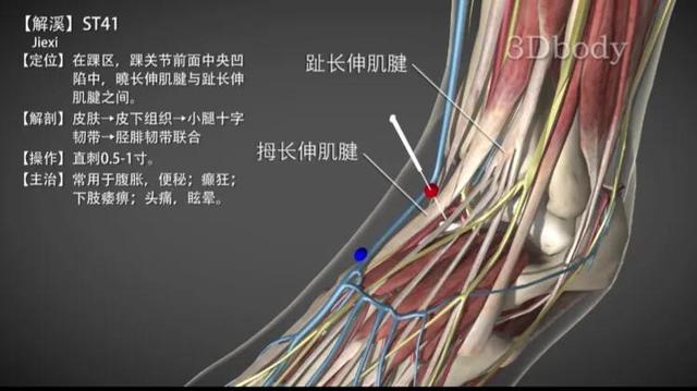 解溪穴—治踝关节疼痛