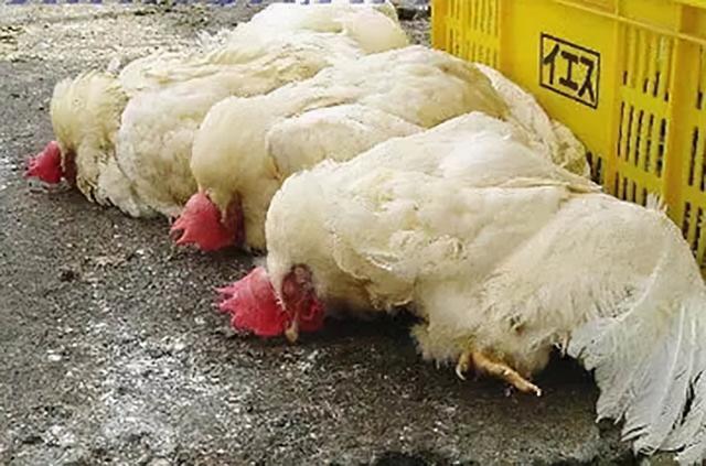 亚洲第一养殖户，年入500亿培养48个亿万富翁，保洁阿姨身价千万