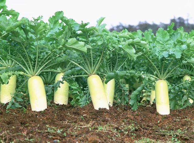 肺纤维化患者可以常吃哪些蔬菜和肉？有哪些禁忌？