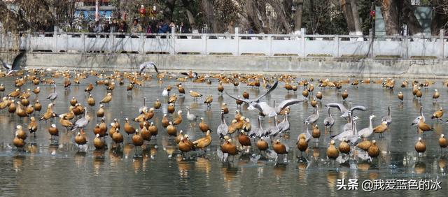 在布達拉宮後面的宗角祿康公園看水鳥能讓您忘記所有的煩惱
