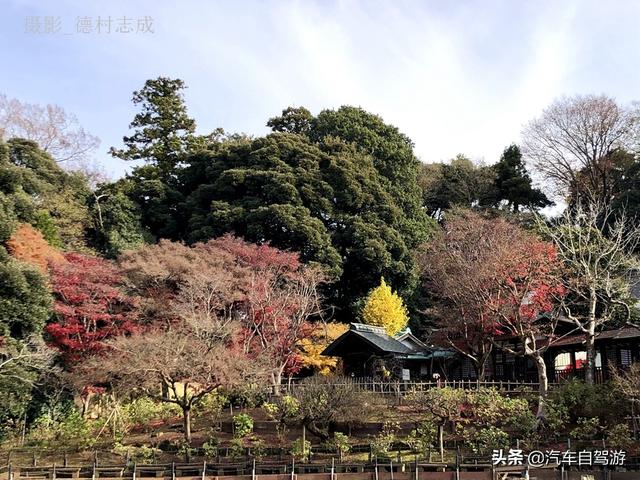 德村志成：落葉殘楓依然美麗，久違北小金本土寺