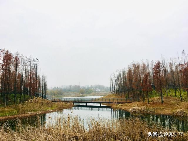 長沙唯一擁有戶外足球場的公園，更有大片水杉美景等你來