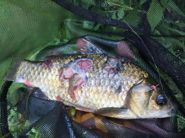 请停止食用这4种鱼，或许含有甲醛和重金属，建议转给家里人看看