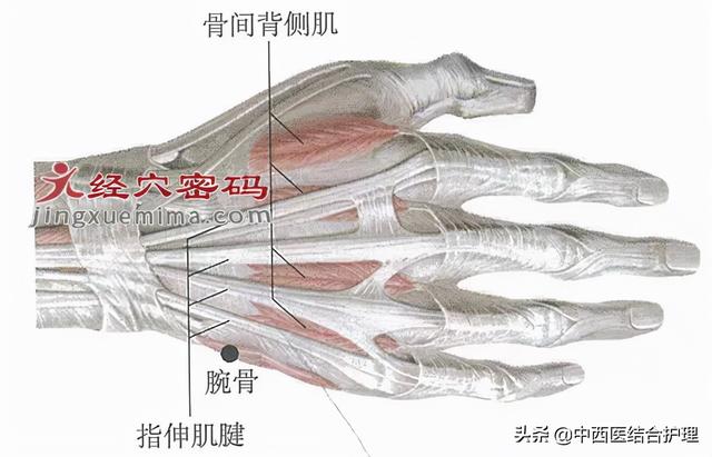 「穴位养生」它是皮肤发黄（黄疸）的特效穴，掐按3分钟，清热祛湿、利胁退黄