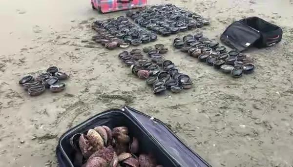一早上撿了20萬的鮑魚~雖然免費撿，但這也太過分了……（二）