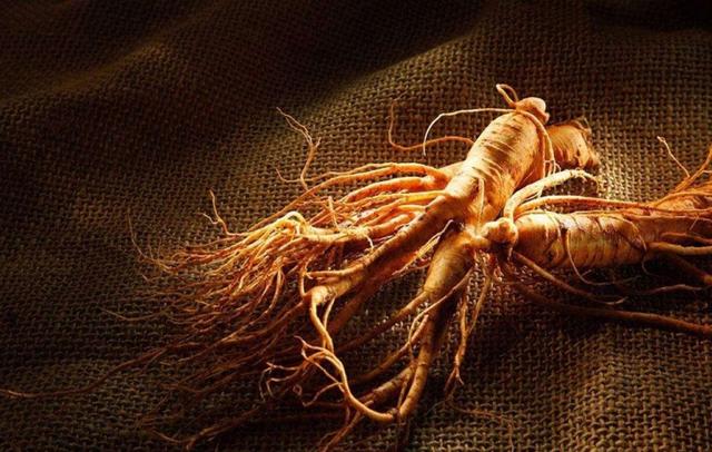 中医补气有三宝：黄芪、人参、西洋参！教你怎么用