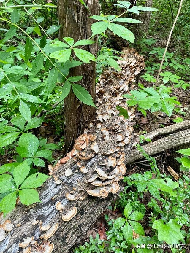 35張圖片帶我們領略大自然的狂野和美麗