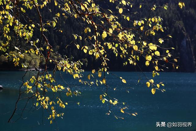 九寨溝之蘆葦海