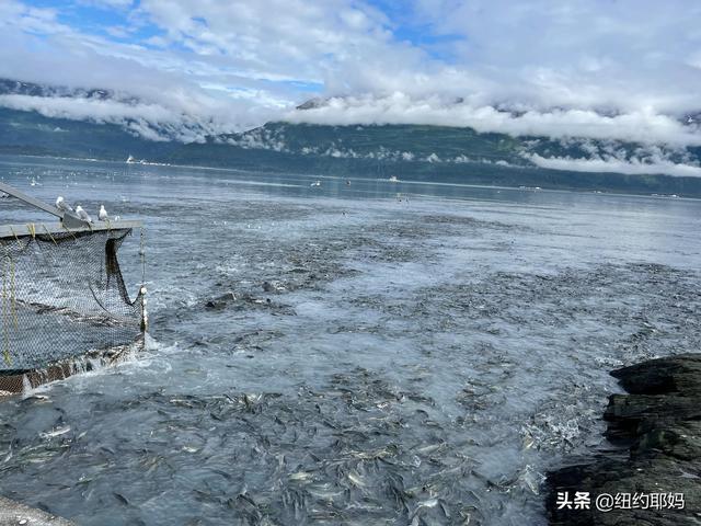 夢幻荒野阿拉斯加（14）Valdez看熊抓魚和三文魚洄遊