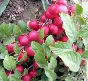 老人补钙多吃“高钙果”，天然水果食用好处多