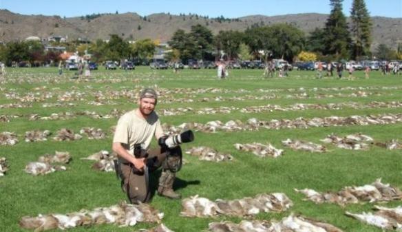 澳大利亚野生动物部门：杀死或重新安置1万多匹野马