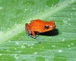 澳大利亚新南威尔士州发现“袋蛙”雄蛙也会带宝宝，地方官员：数量很少，需要保护