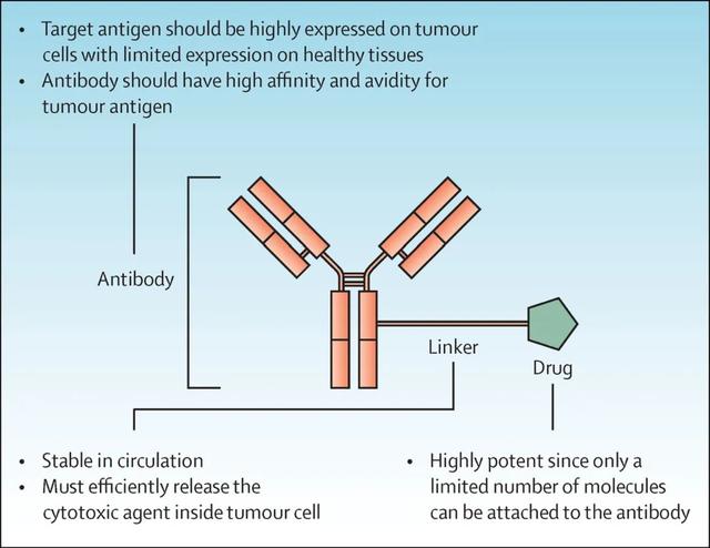 一文了解｜ADC在抗肿瘤中发挥细胞毒作用的机制