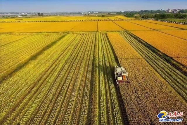 南京高淳固城街道 聚力乡村发展为乡村振兴注入新活力 Zh中文网