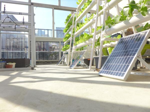 这群初中生开展“校园碳中和行动”，在屋顶种植园收获首批新能源培育绿色蔬菜