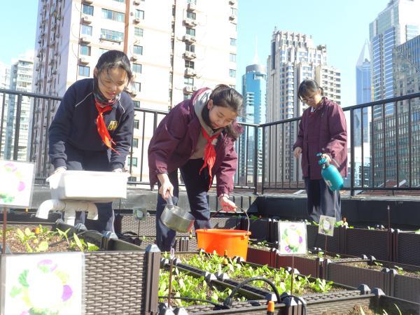 这群初中生开展“校园碳中和行动”，在屋顶种植园收获首批新能源培育绿色蔬菜