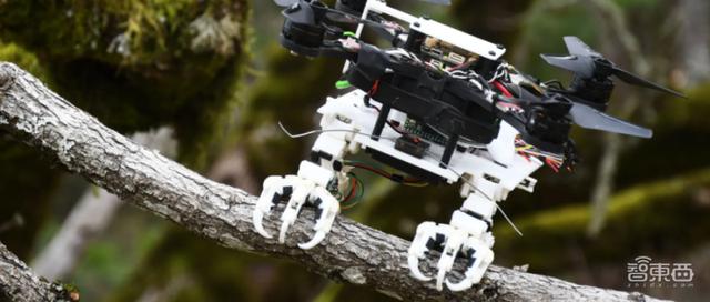 斯坦福发明“长腿”无人机！等比例模仿猎鹰，能空中抓球、树上栖息