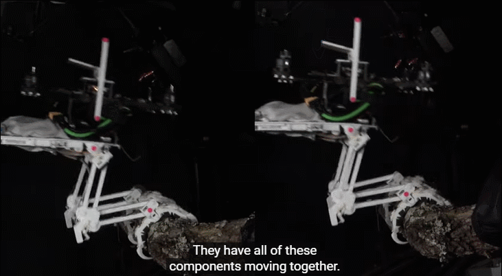 斯坦福发明“长腿”无人机！等比例模仿猎鹰，能空中抓球、树上栖息