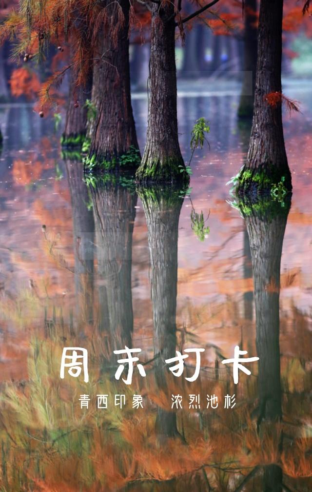 最佳觀賞季來了！上海唯一水上森林已紅透