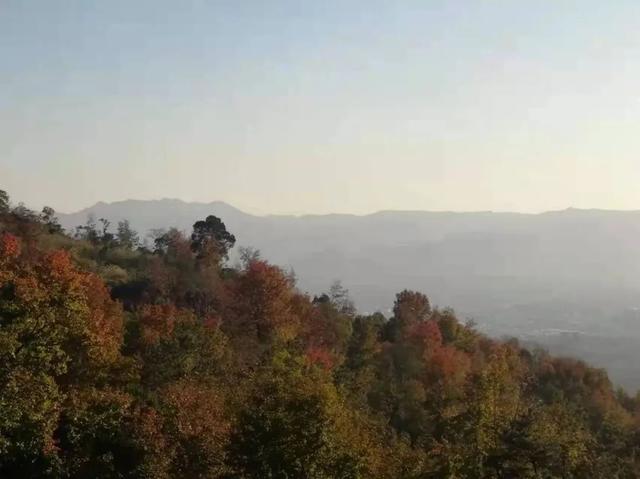 賞紅，蜚山霜月這邊楓景獨好