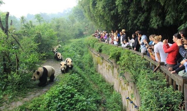 冬季成都怎麽耍？10條旅行線路帶你暢遊精彩成都