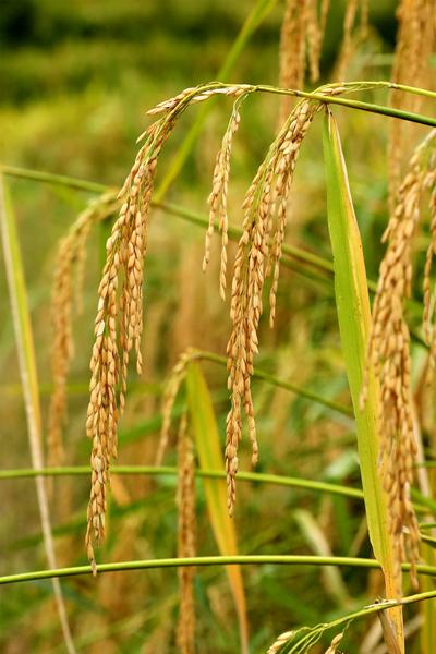 富硒水稻产业规划