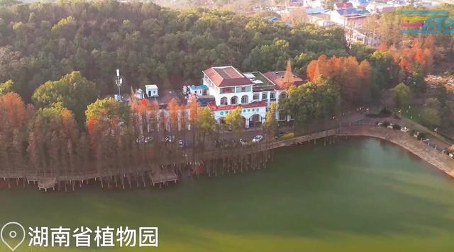 楓景如畫，湖南省植物園彩葉植物等你來觀賞