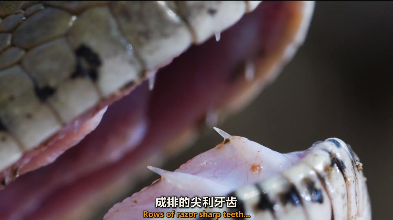 【英语中英字幕】巨蟒纪录片：岩蟒女王 Queen of the Pythons (2019) 全1集 超清1080P图片 No.1