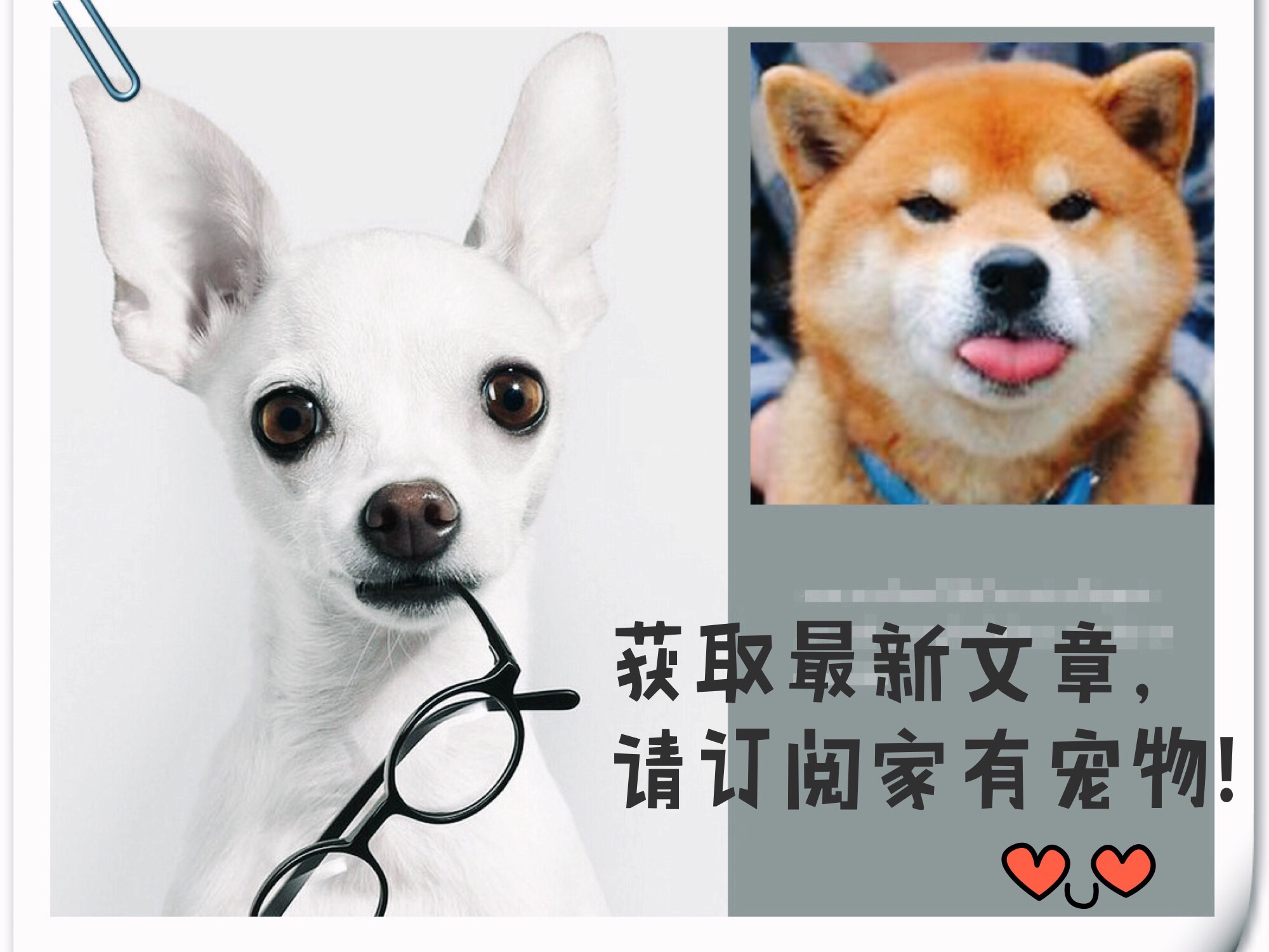 本以为小狗很乖很听话，直到我买了我家比熊，大写的淘气！