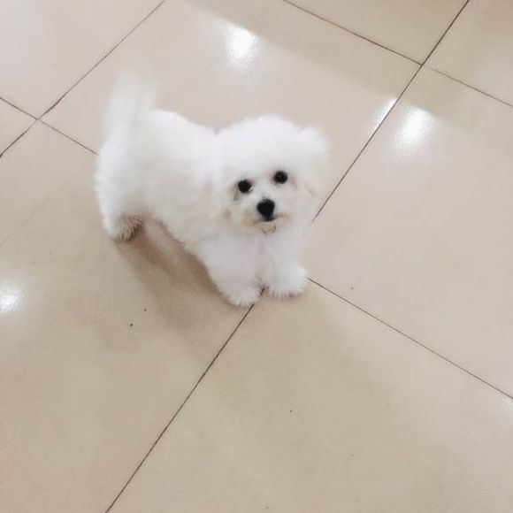 本以为小狗很乖很听话，直到我买了我家比熊，大写的淘气！