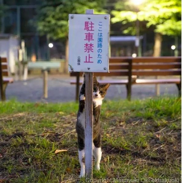 他镜头下东京街头的流浪猫日常，也太快乐了！_图片 No.32