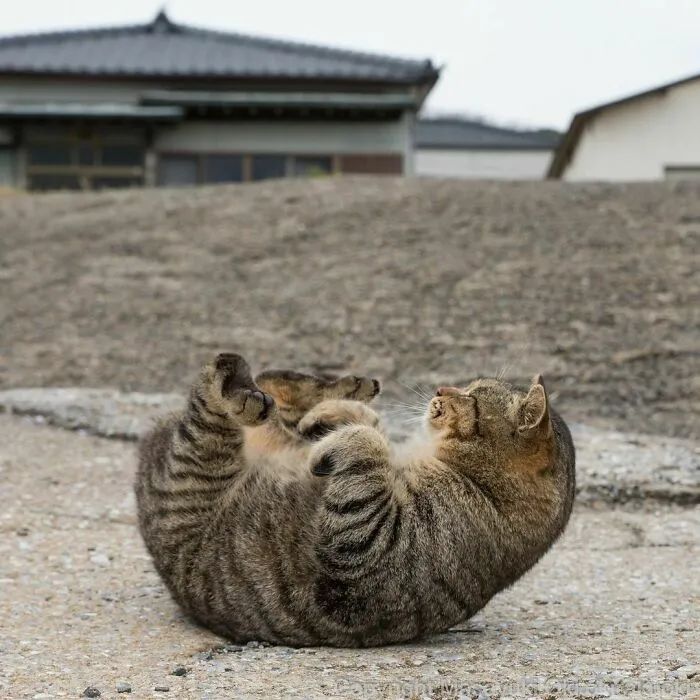 他镜头下东京街头的流浪猫日常，也太快乐了！_图片 No.48