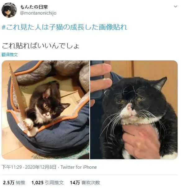 日本网友的小奶喵成长对比照片，气质太多变了…_图片 No.1