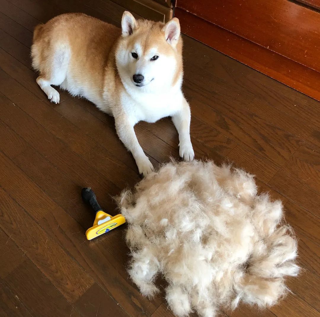 日本网友家的柴犬疯狂掉毛，铲屎官苦中作乐的日常_图片 No.39