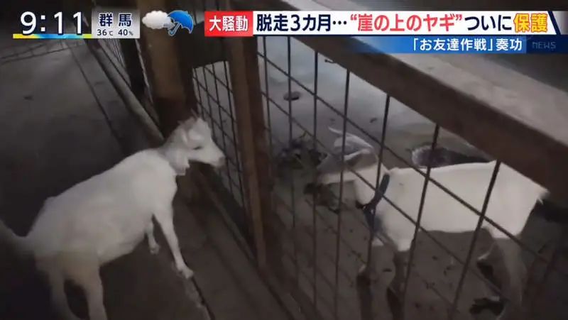日本只母山羊赖在铁路护坡上成了网红，网友大呼可爱！_图片 No.42