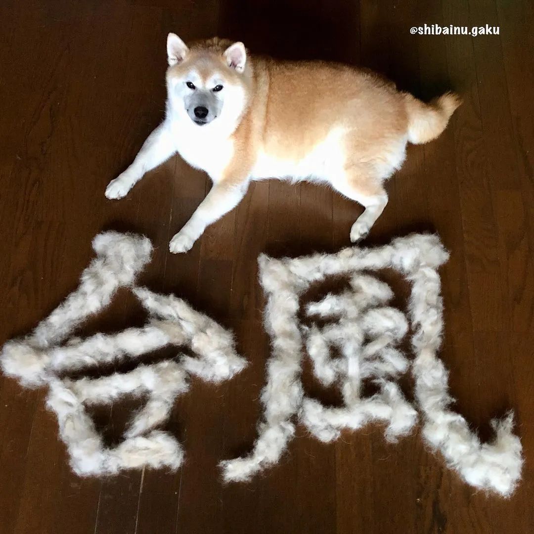 日本网友家的柴犬疯狂掉毛，铲屎官苦中作乐的日常_图片 No.35
